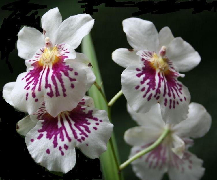 Miltoniopsis phalaenopsis
